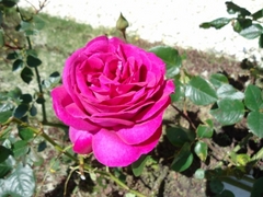 美しいバラで彩られる大里ラボラトリーガーデン